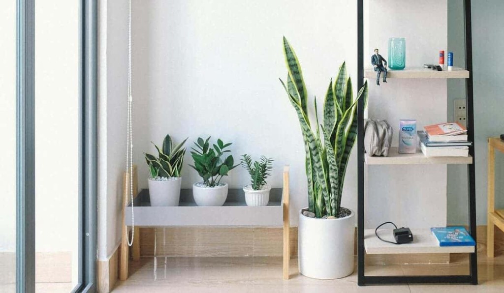 plantas para dentro de casa