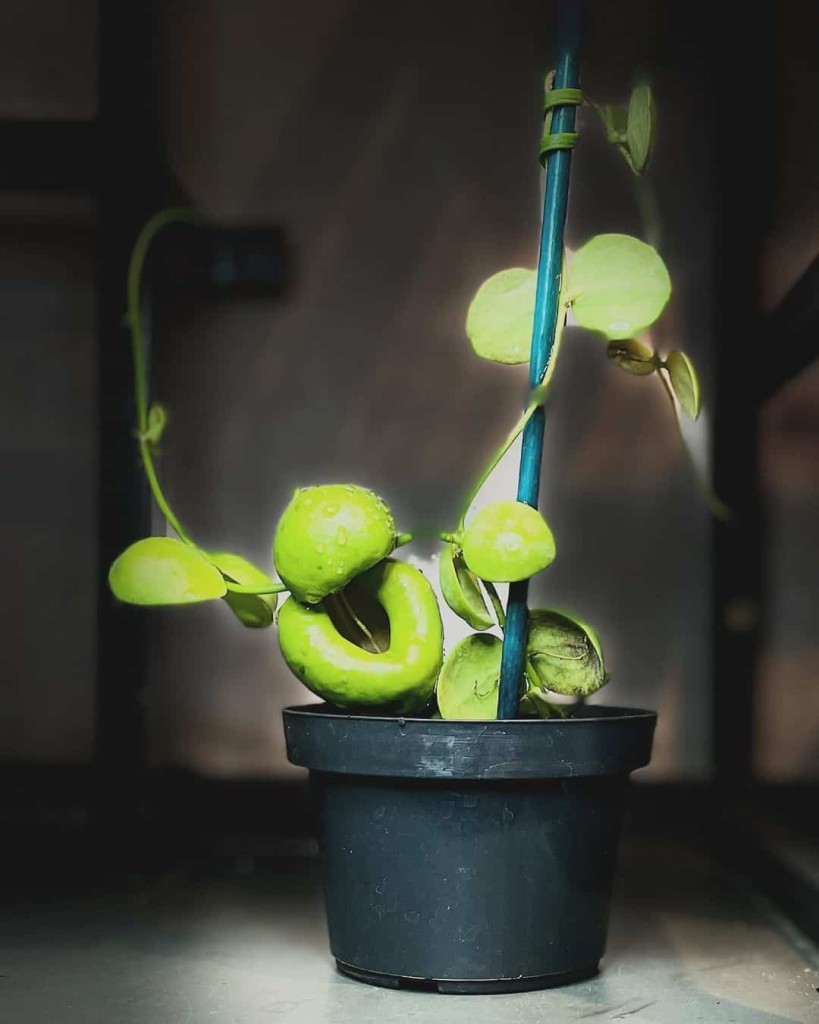 Dischidia Vidalli, a Planta Bolsa de Canguru: Guia Completo para o Cultivo e Cuidados