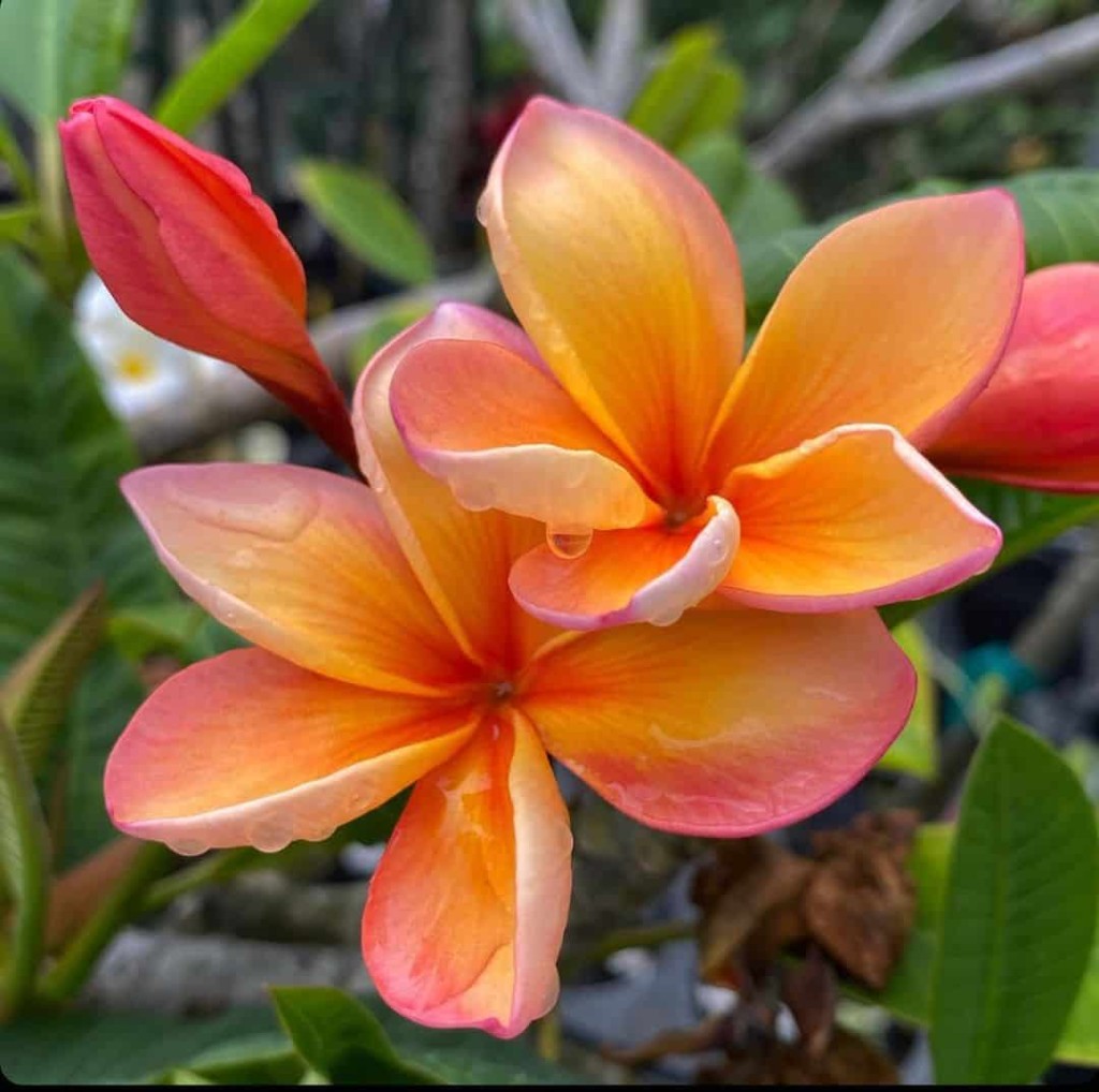 plumeria 2