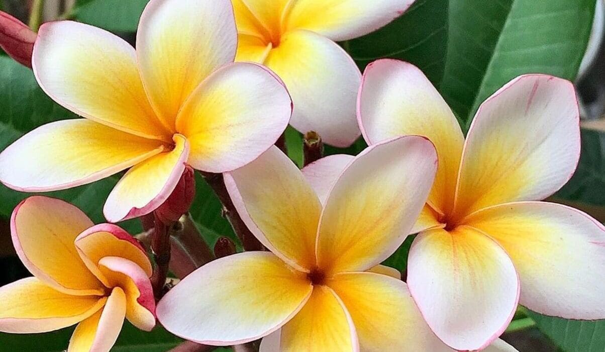 plumeria