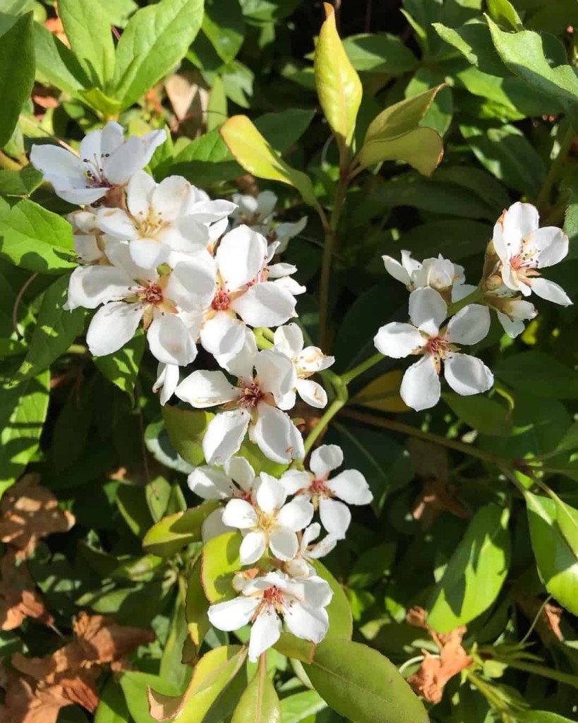 Rosinha-da-Índia (Rhaphiolepis indica)