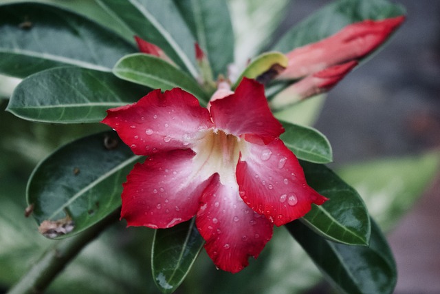 planta rosa do deserto