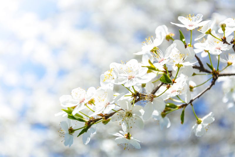 Qual o significado de sonhar com flores? sonhar com flores brancas