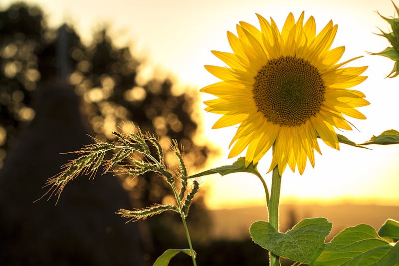 Qual o significado de sonhar com flores? sonhar com girassol