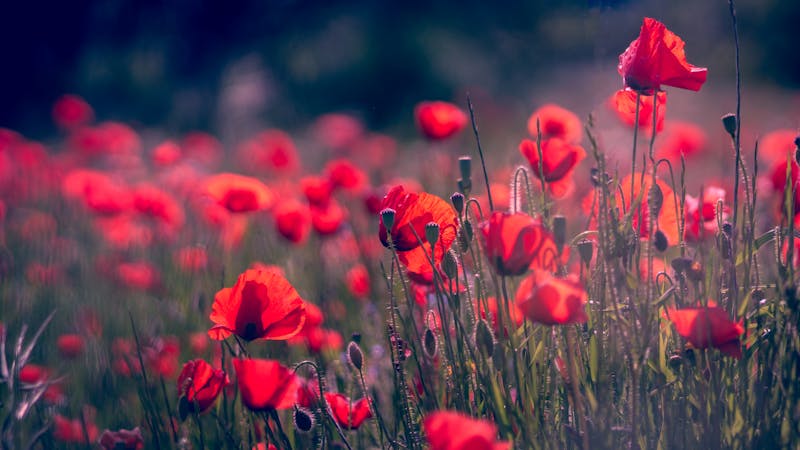 Qual o significado de sonhar com flores? sonhar com flores vermelhas