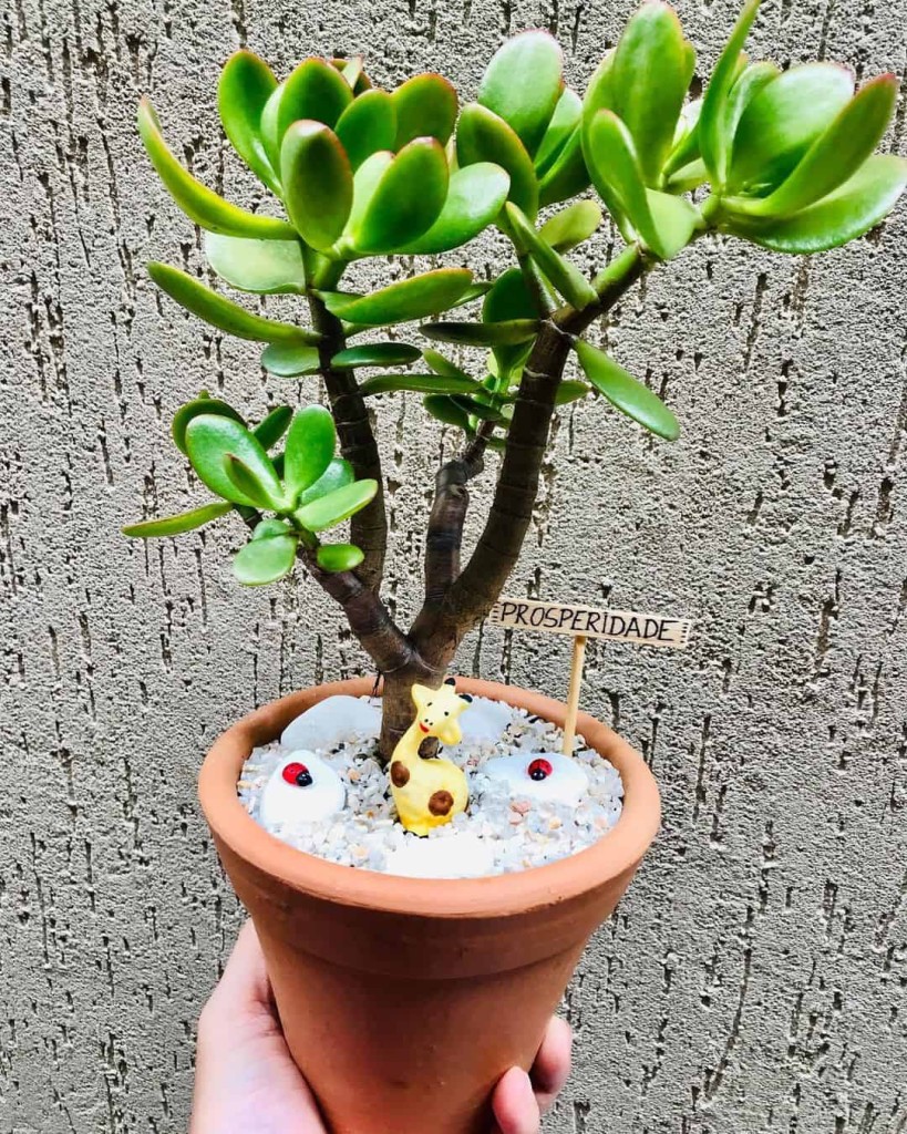 suculenta bonsai 2