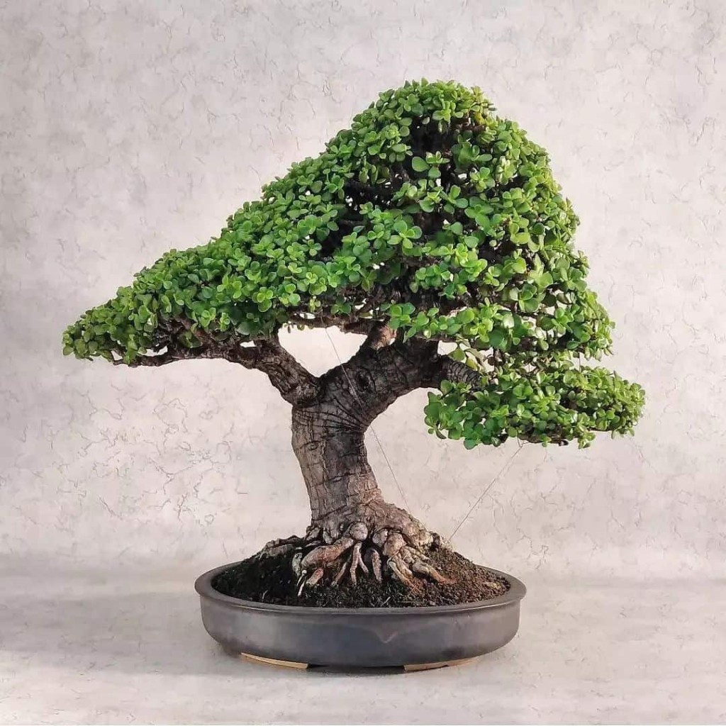 suculenta bonsai 4