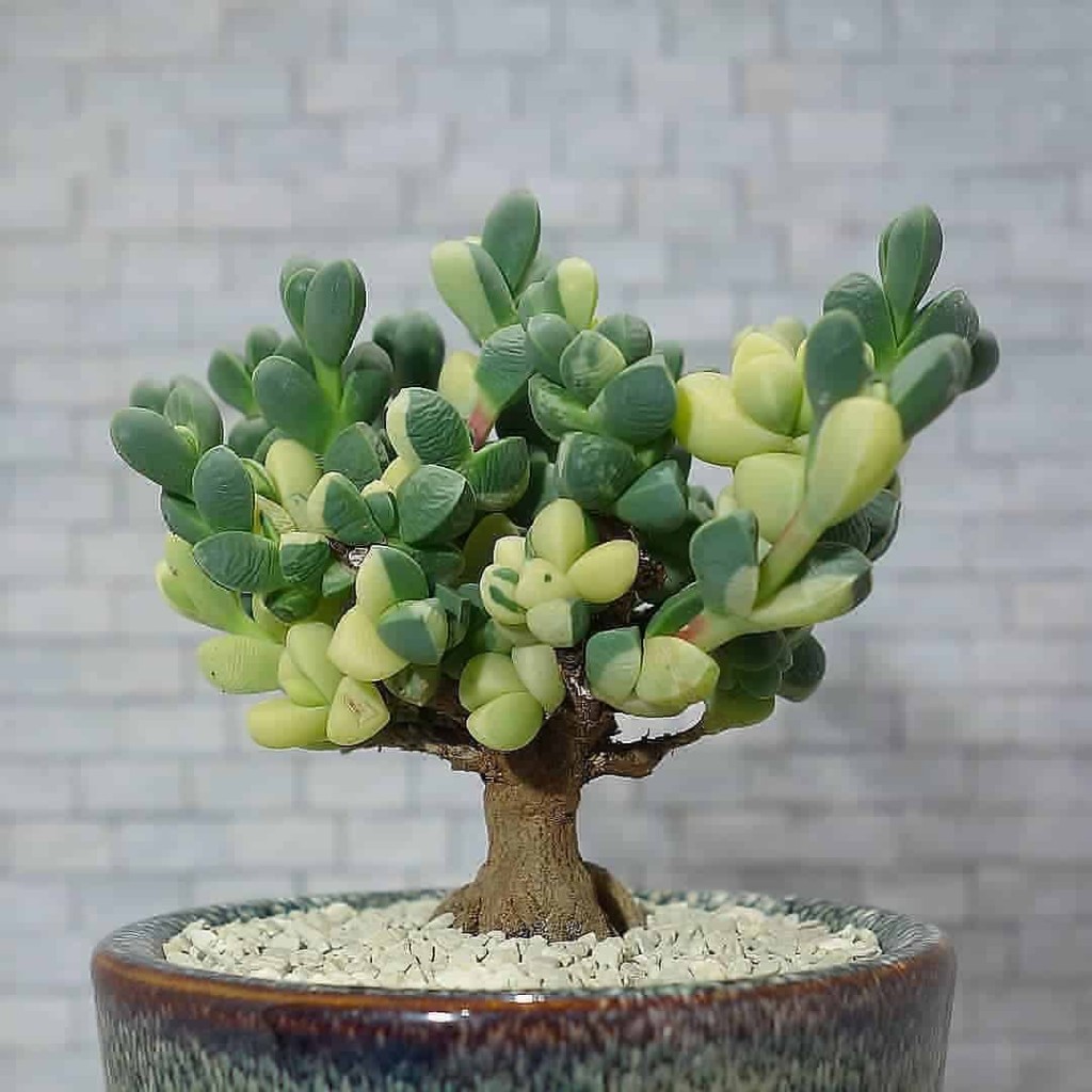 suculenta bonsai 5