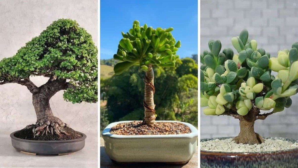 suculentas bonsai