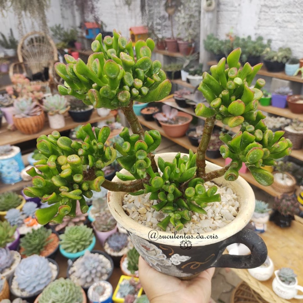 Suculenta orelha de Shrek (Crassula ovata Gollum)