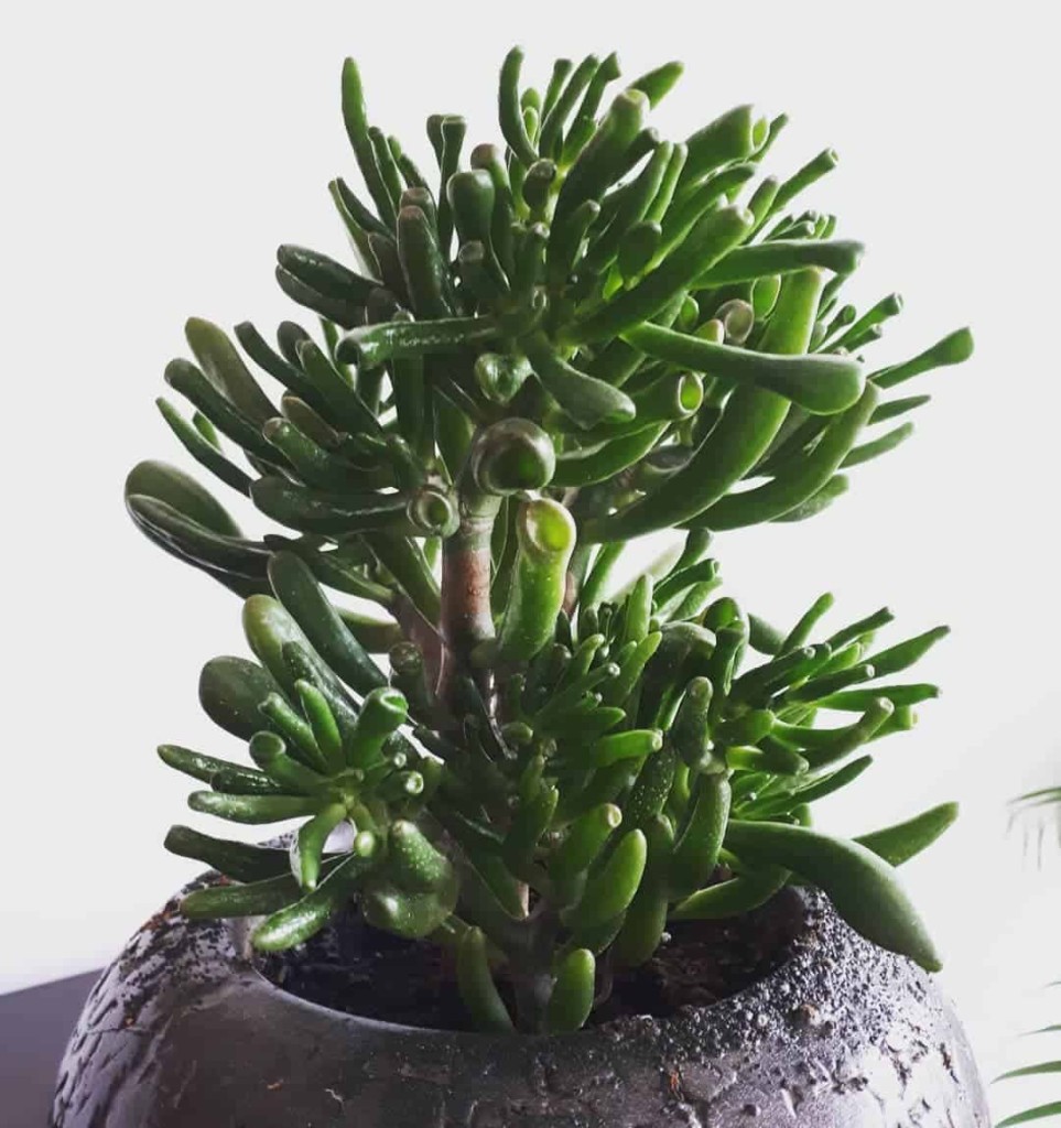 Suculenta orelha de Shrek (Crassula ovata Gollum)