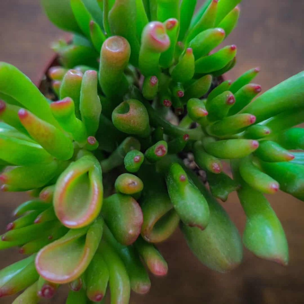 Suculenta orelha de Shrek (Crassula ovata Gollum)