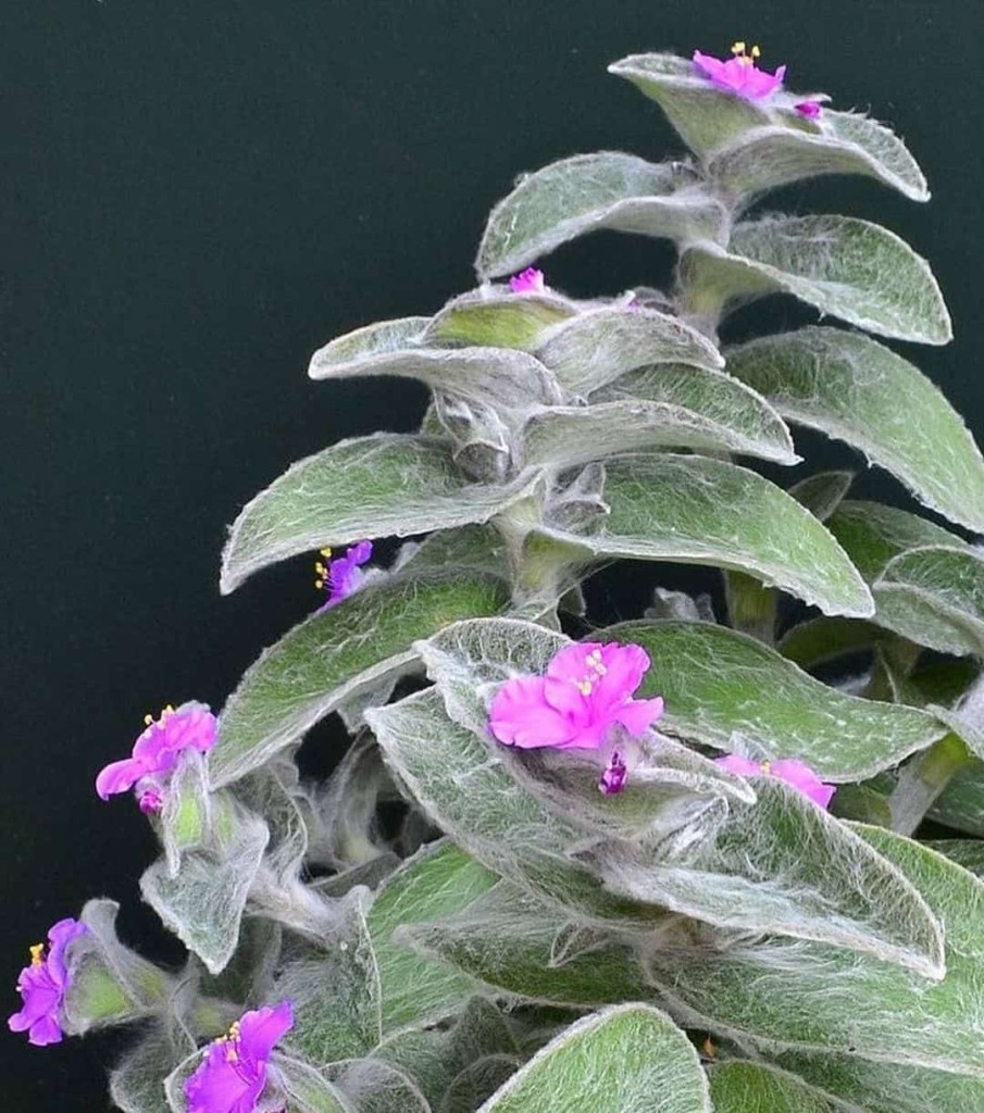 Suculenta Teia de Aranha (Tradescantia sillamontana): Como Cuidar da Planta e Decorar Seus Espaços