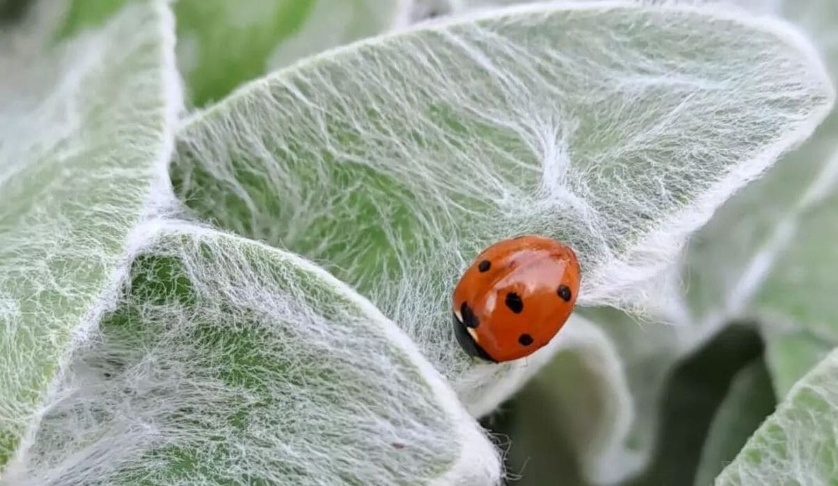 suculenta teia de aranha