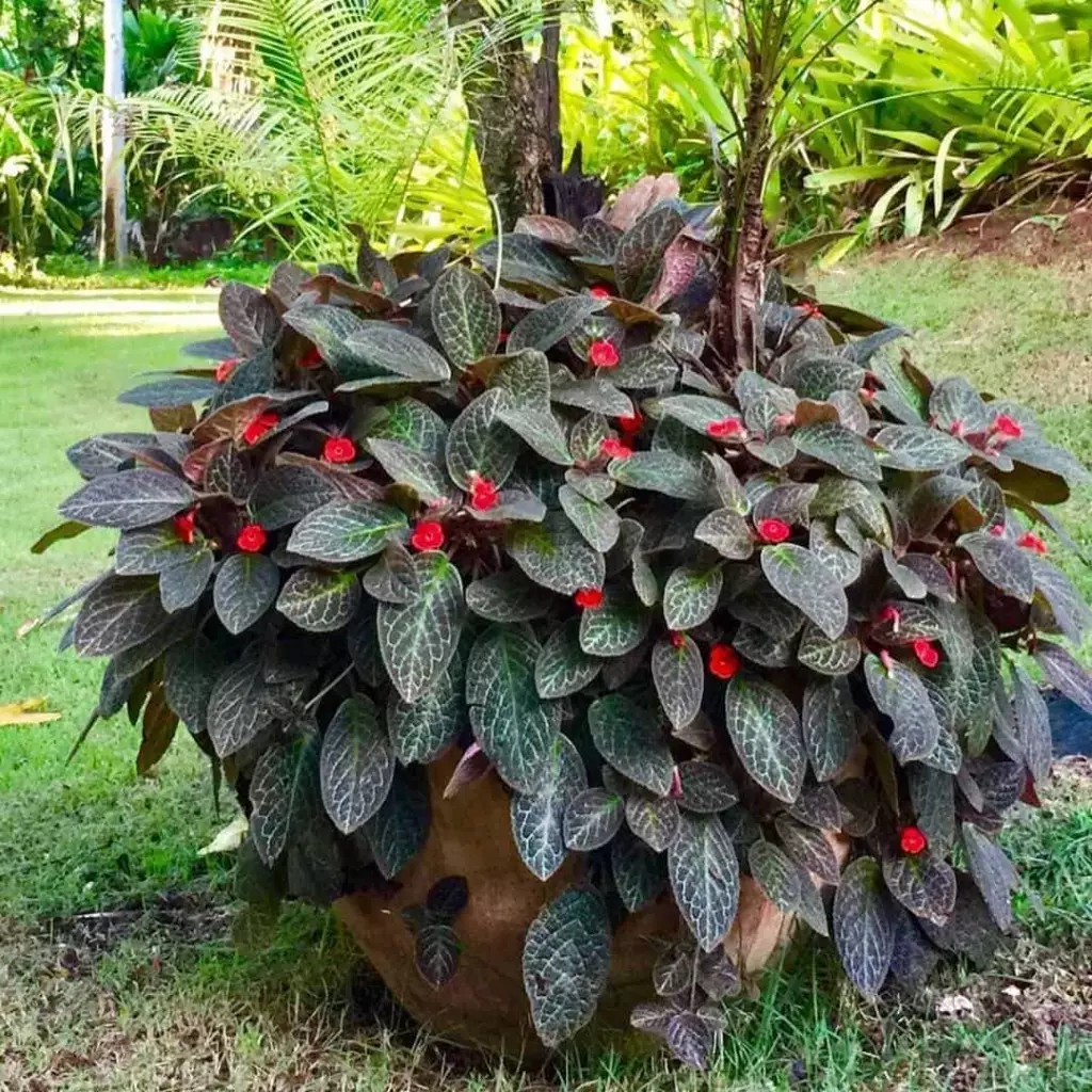 planta tapete de rainha, conhecida cientificamente como Episcia cupreata