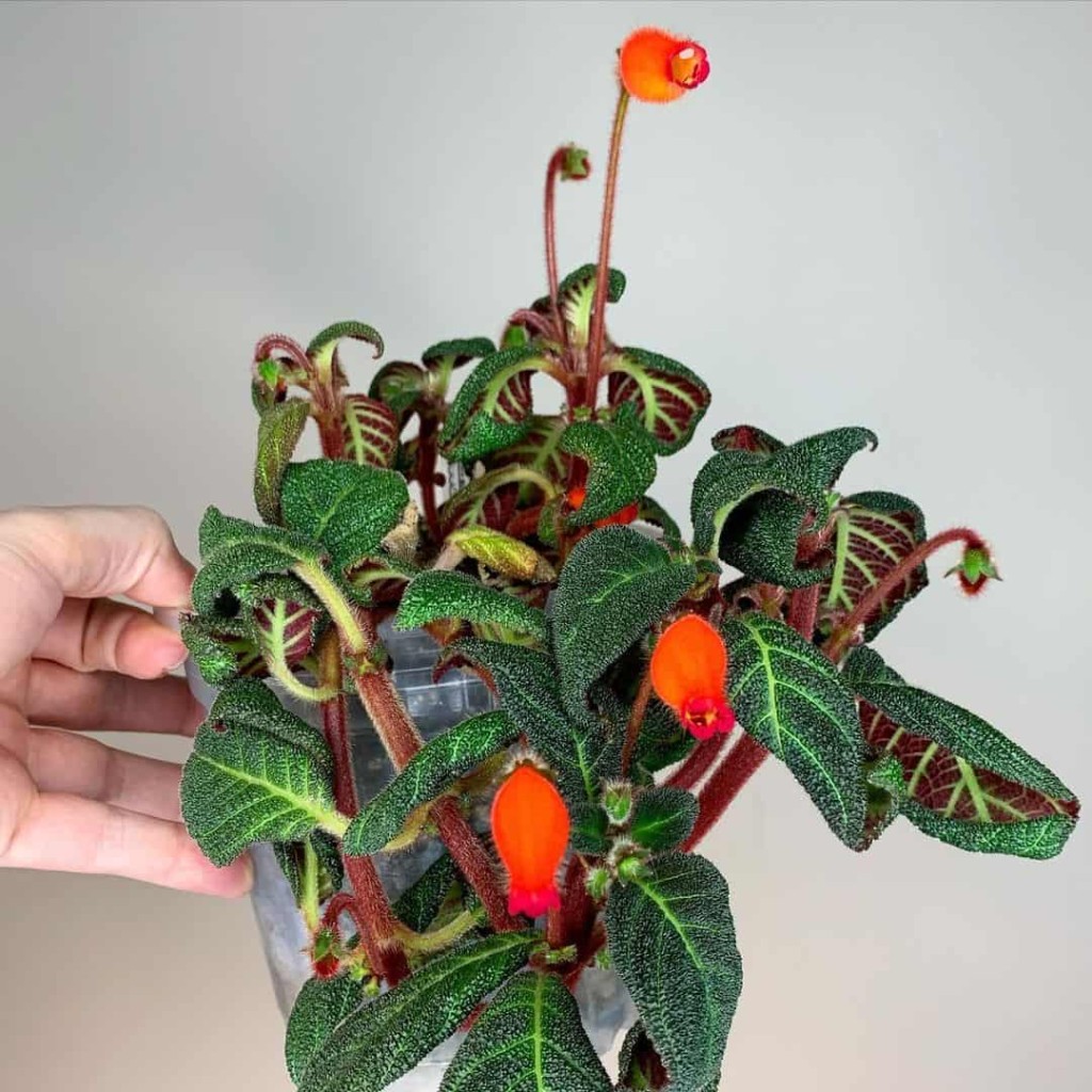 planta tapete de rainha, conhecida cientificamente como Episcia cupreata