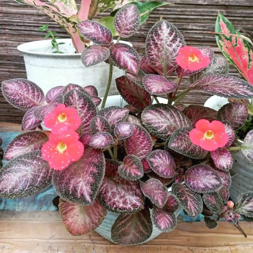 planta tapete de rainha, conhecida cientificamente como Episcia cupreata