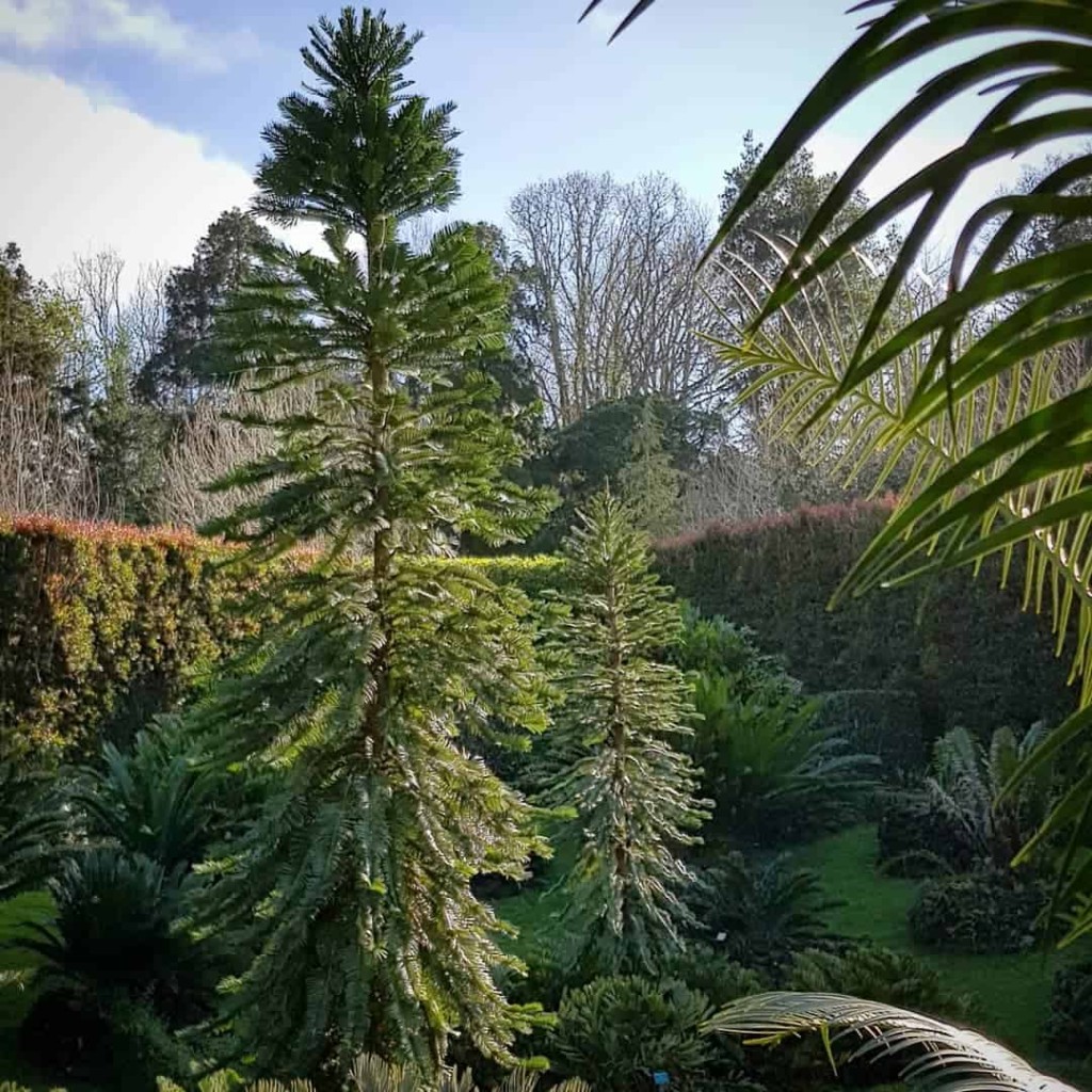 tipos de pinheiro para jardim 2