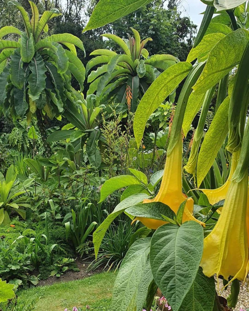 Trombeta de anjo (Brugmansia suaveolens)