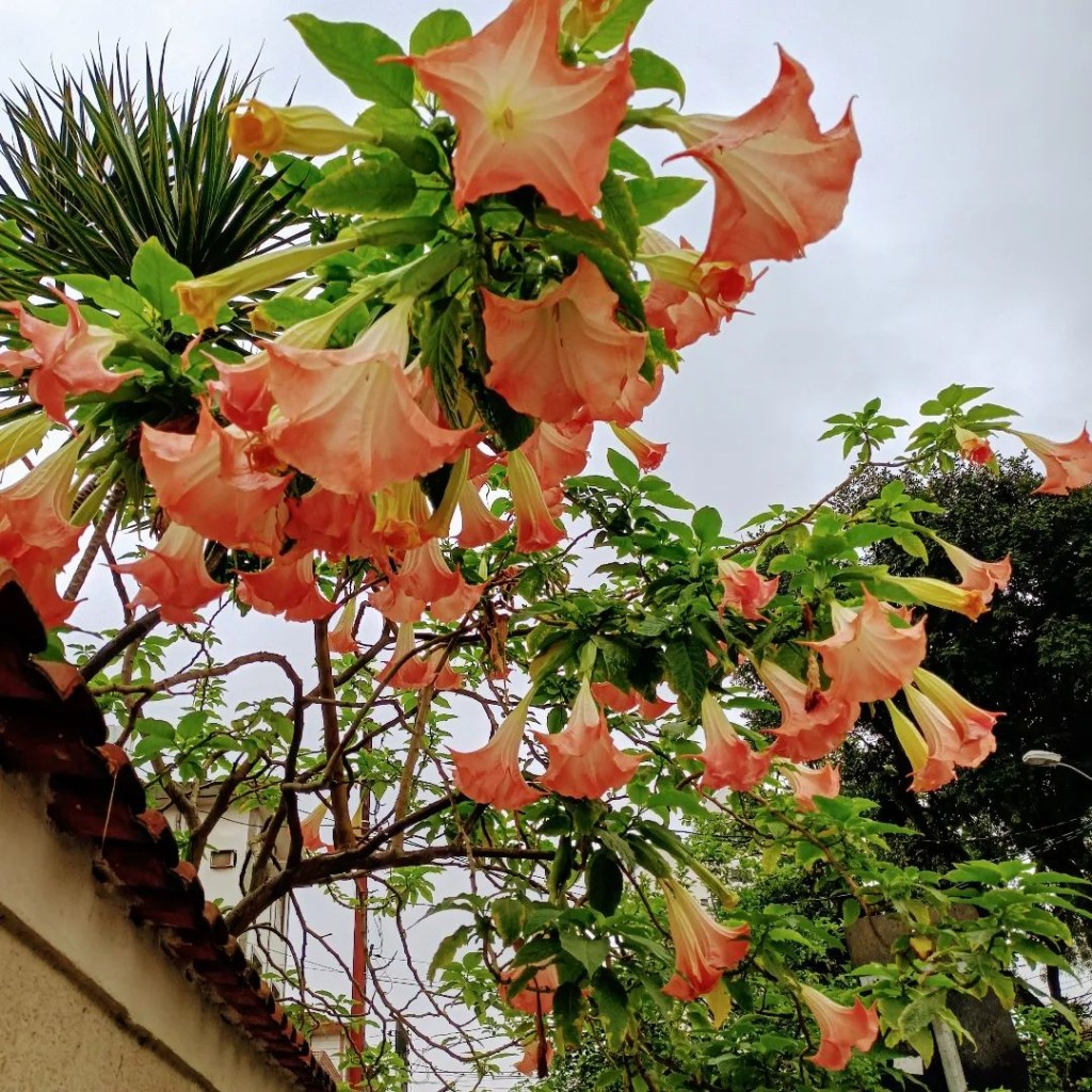 Trombeta de anjo (Brugmansia suaveolens)