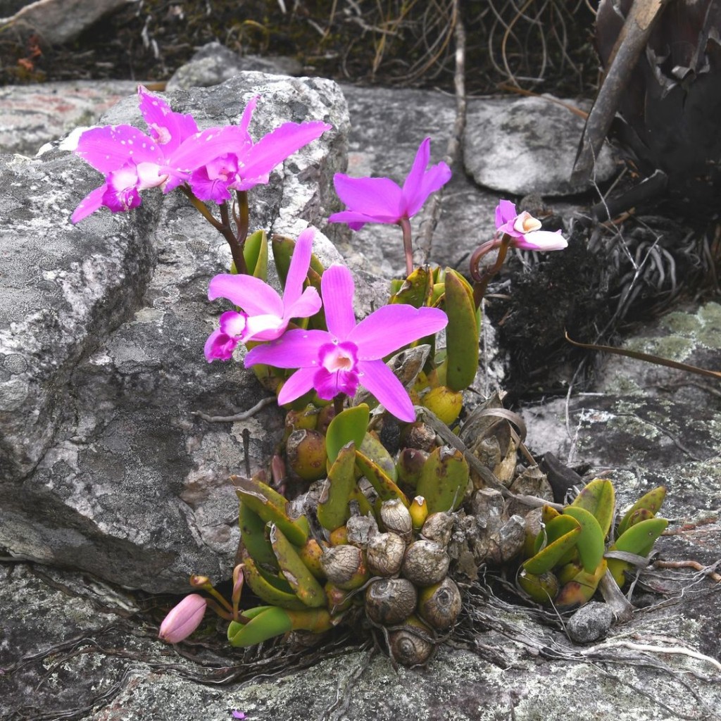 Orquídea Cattleya sincorana: Beleza Brasileira em Miniatura