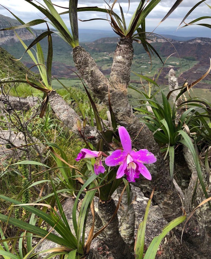 Orquídea Cattleya sincorana: Beleza Brasileira em Miniatura