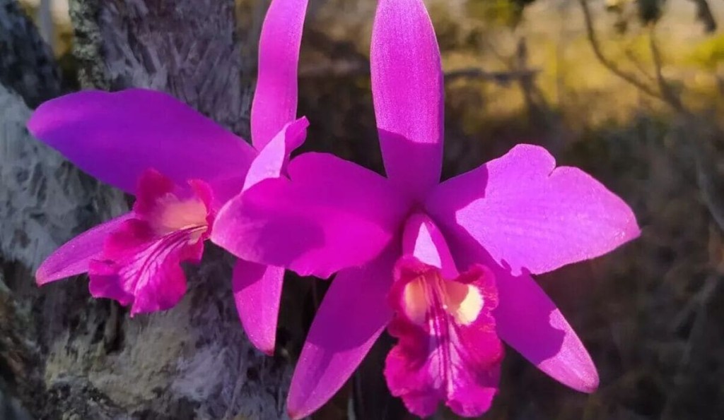 Cattleya sincorana