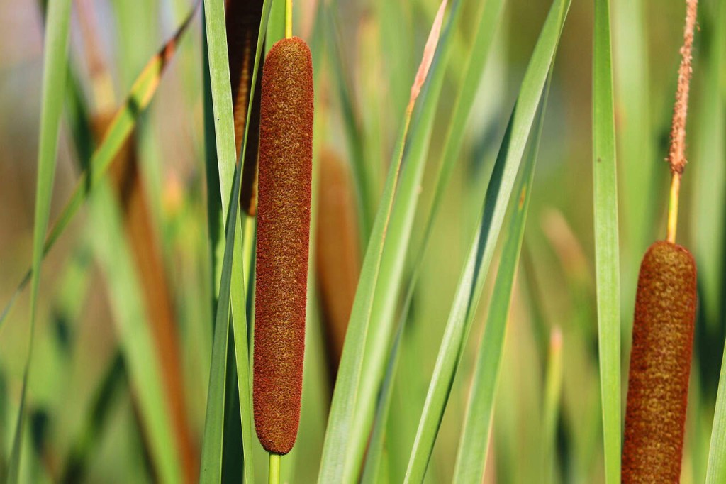 Conheça a Taboa (Typha domingensis)