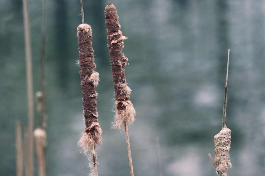 Conheça a Taboa (Typha domingensis)