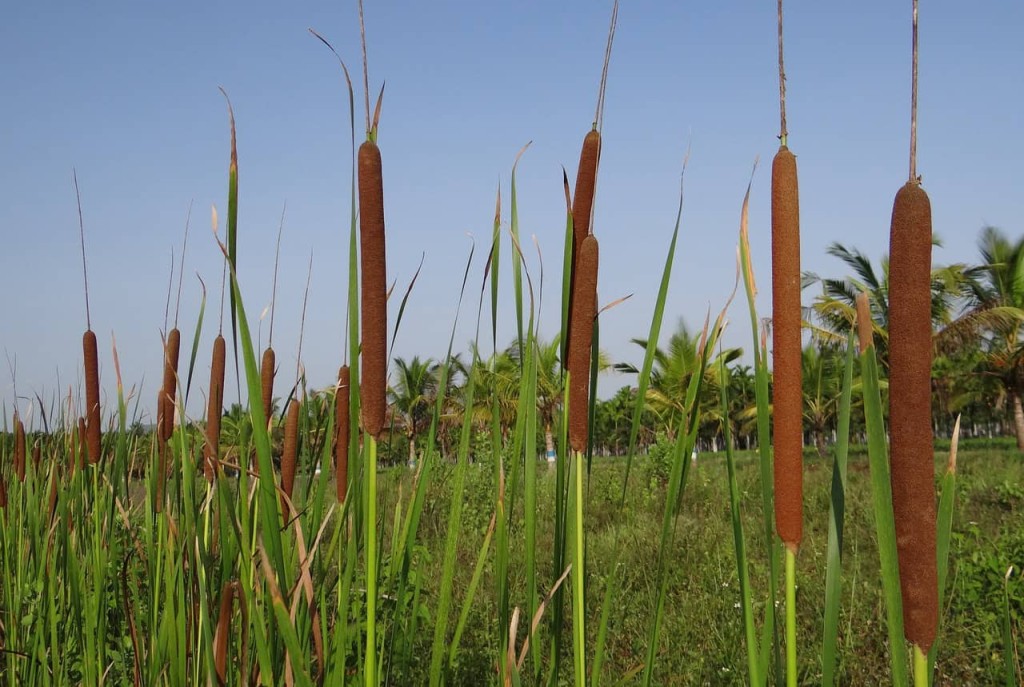 Conheça a Taboa (Typha domingensis)