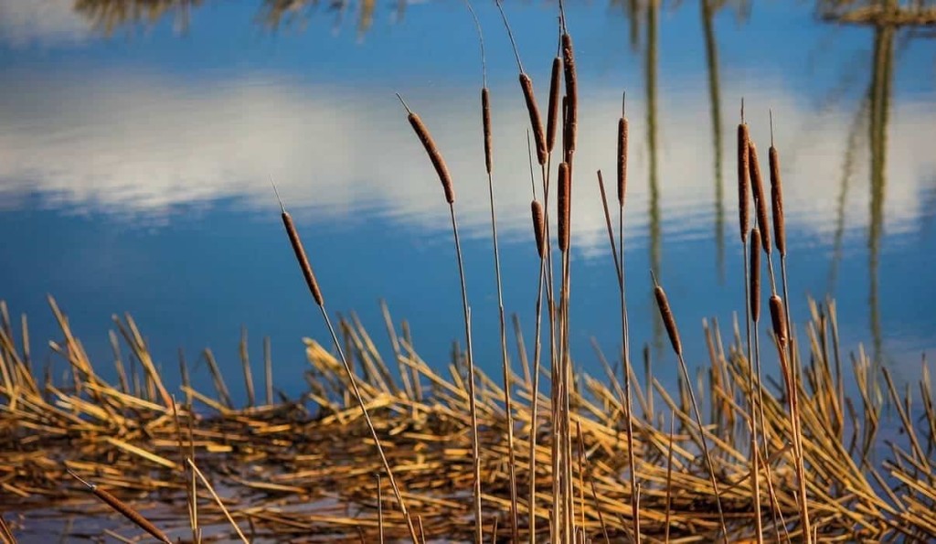 Typha domingensis