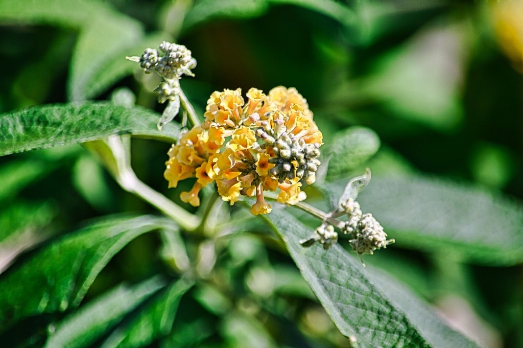 Buddleia de flores amarelas