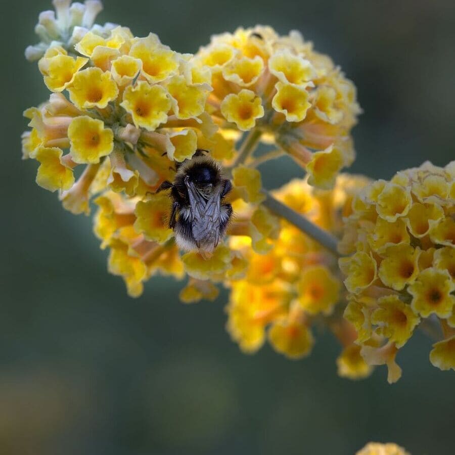 Buddleia de flores amarelas