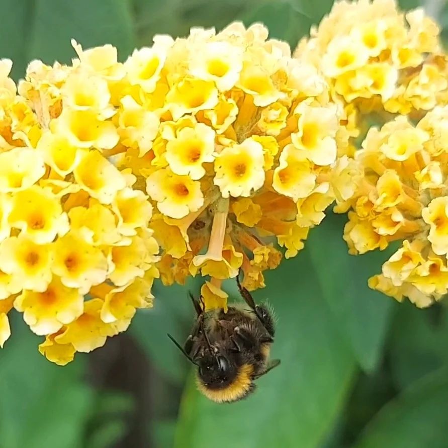 Buddleia de flores amarelas