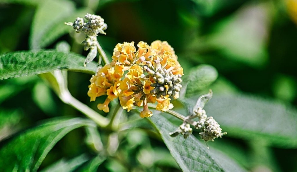 Buddleia amarela