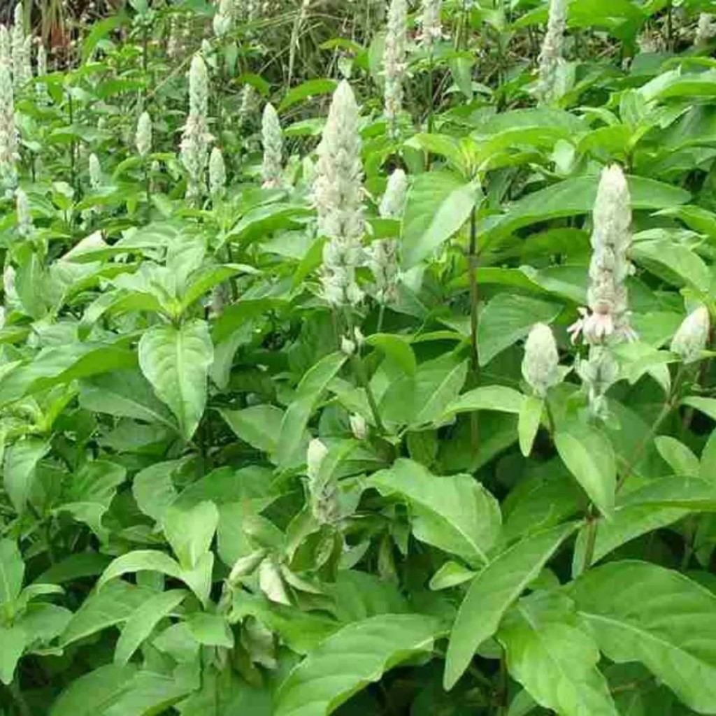 Camarão Branco (Justicia betonica)