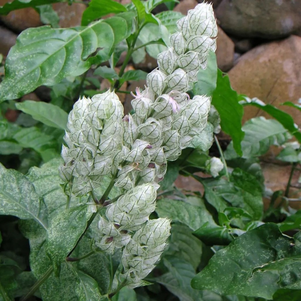 Camarão Branco (Justicia betonica)