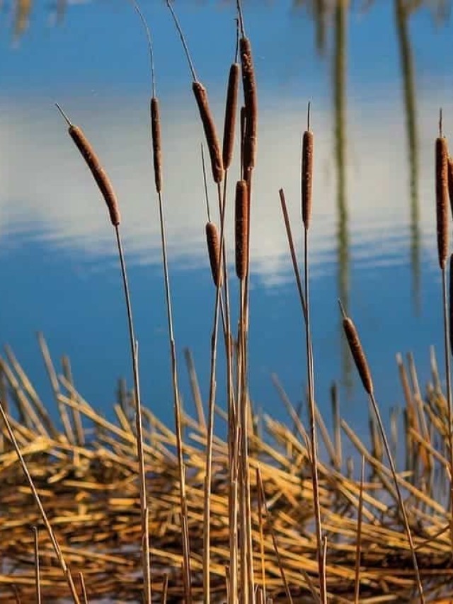 Typha domingensis