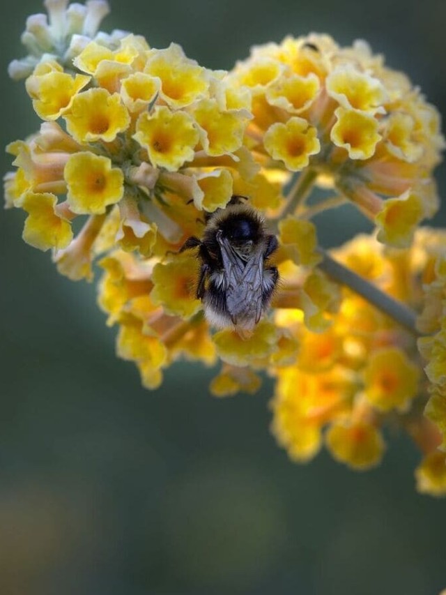 cropped-buddleja-amarela-1.jpg