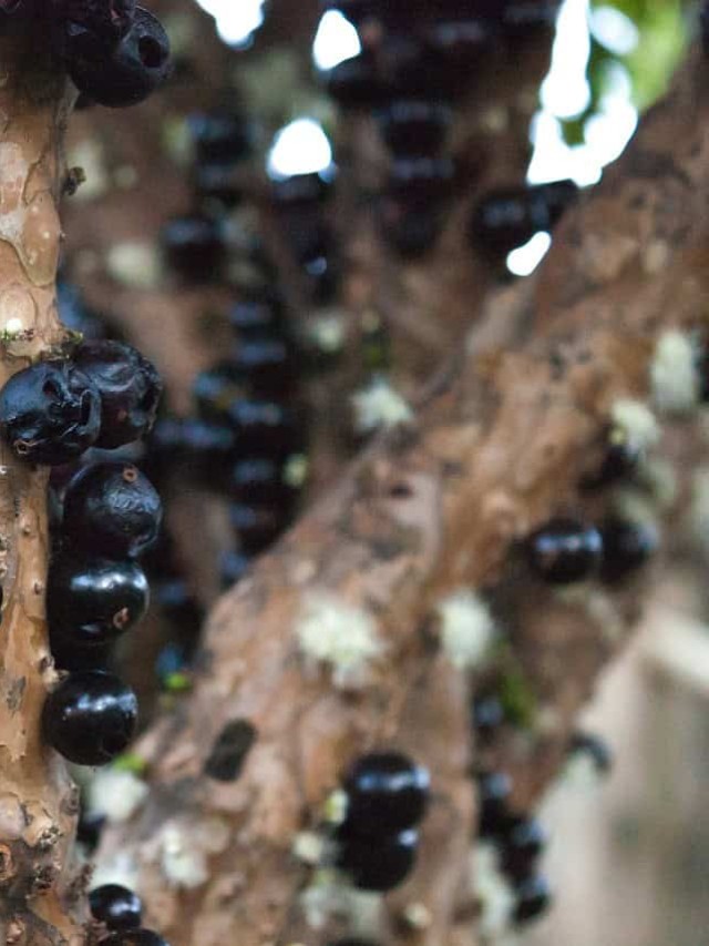 cropped-jabuticaba-em-vaso-1.jpg