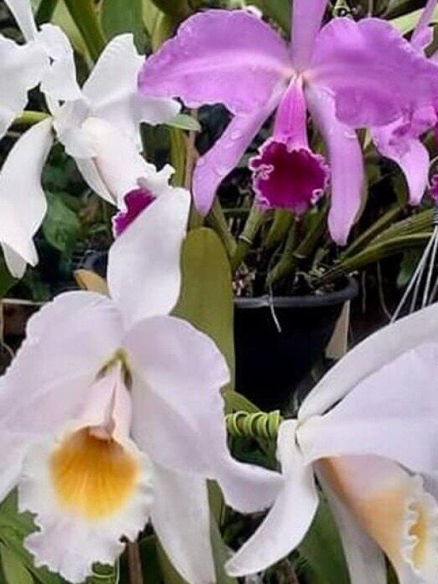 orquidea cattleya labiata