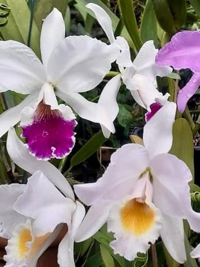 cropped-orquidea-nativa-1.jpg