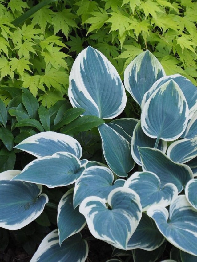 cropped-planta-hosta-1.jpg