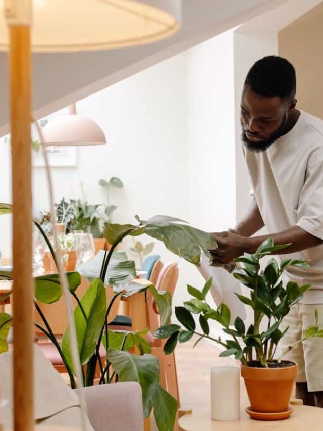 plantas que não morrem facilmente