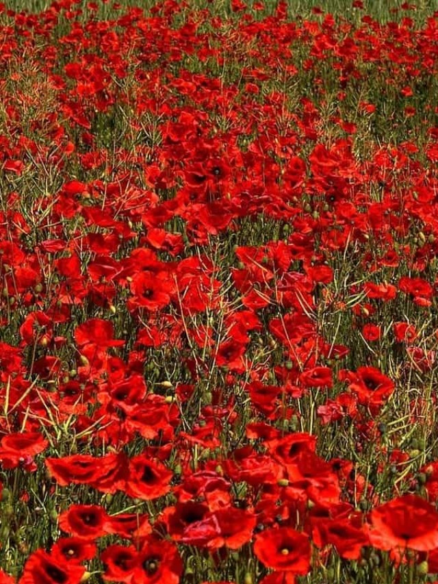 tipos de flores vermelhas