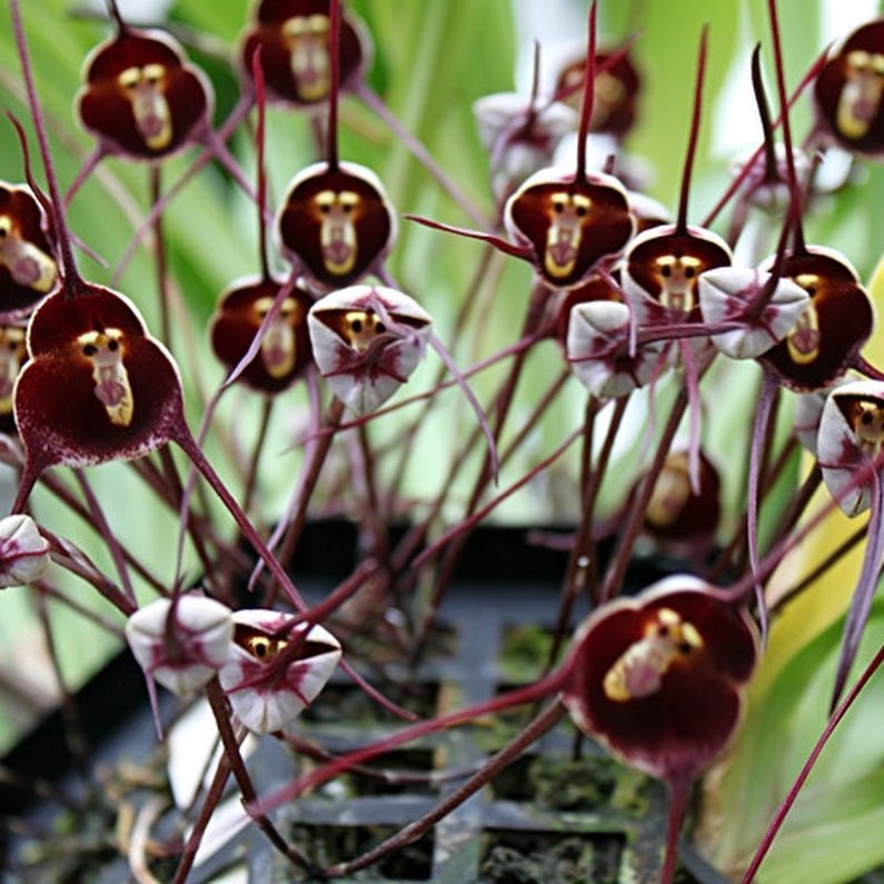 Dracula Simia - orquidea cara de macaco