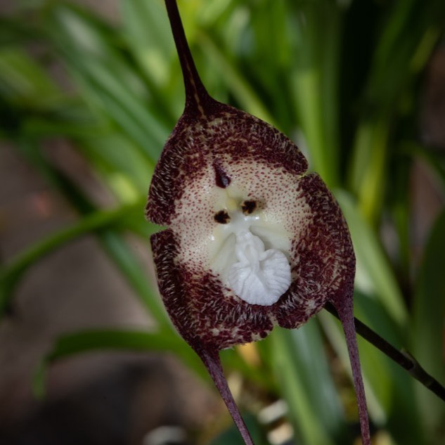 Dracula Simia - orquidea cara de macaco