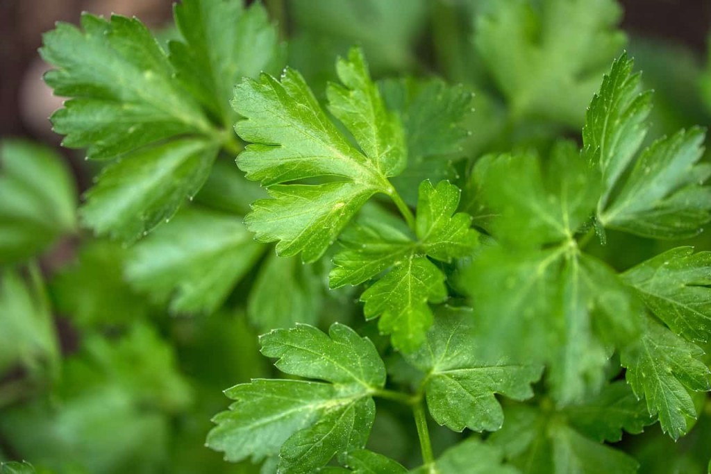 Ervas e Temperos para Cultivar na Sombra - salsinha