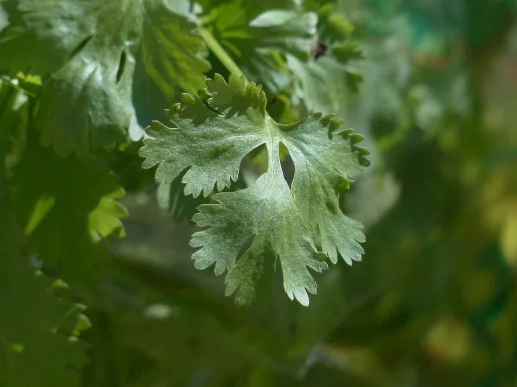 Ervas e Temperos para Cultivar na Sombra - coentro