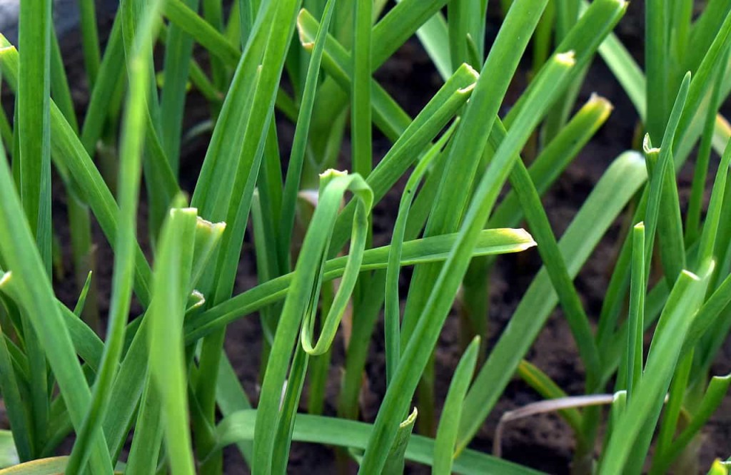 Ervas e Temperos para Cultivar na Sombra - cebolinha